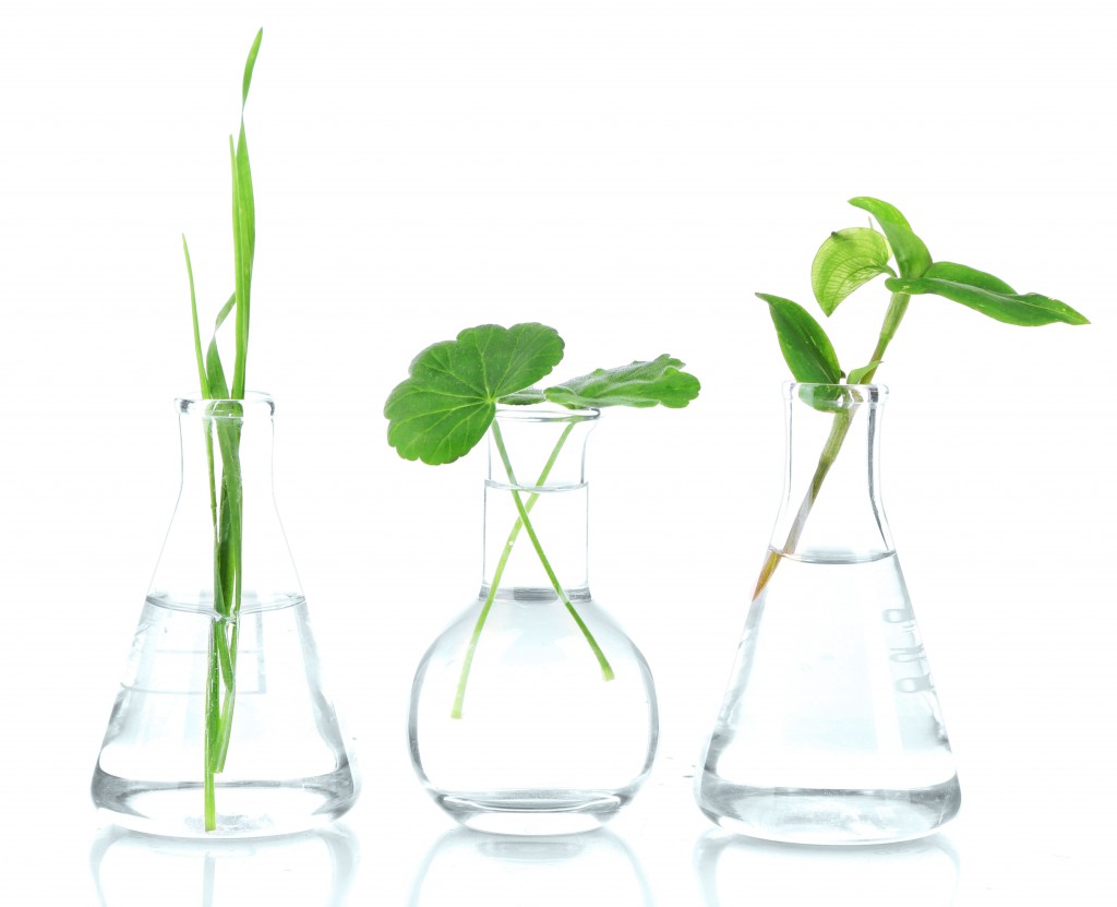 Plant Breeders Rights Experts In Europe Intellectual Property Advice 