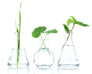 Patents-Plant breeders’ rights