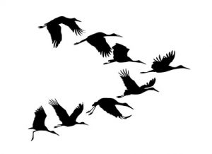 Storks flying