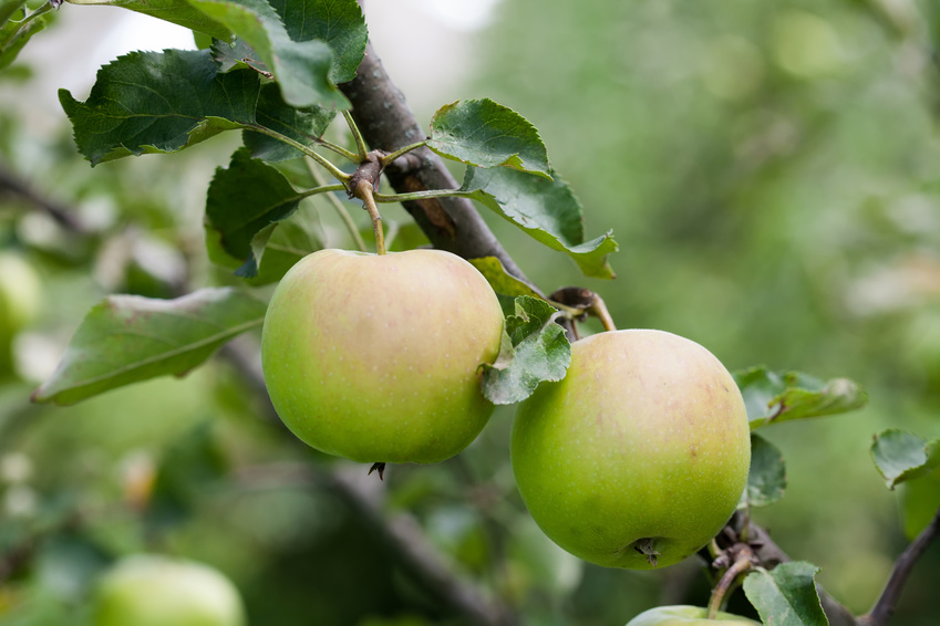 tutela novità vegetali