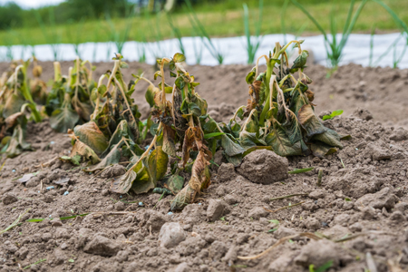 Decadenza di diritti di privativa per nuova varietà vegetale