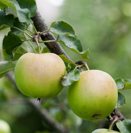 New genomic techniques plant variety protection