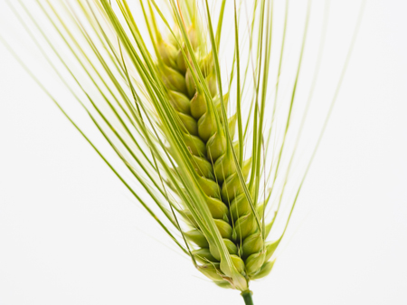 Nome alimenti Paolo Veronesi